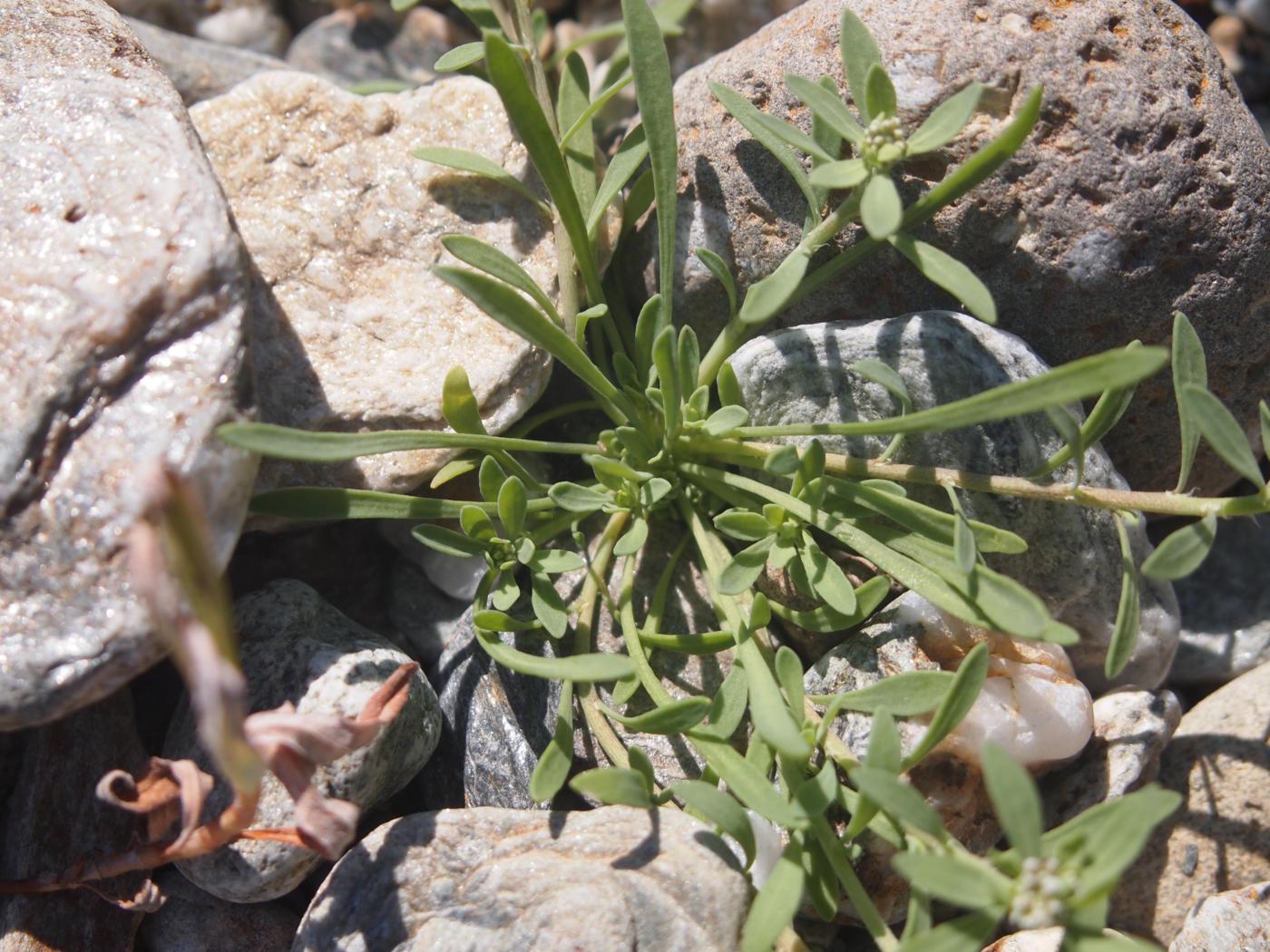 Strapwort, [Riverside] leaf